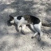 ひなたの画像