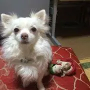 Monty