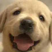 赤ずきん