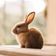 うさぎの画像