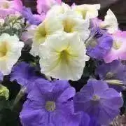 もっちの画像