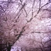 ✳︎mi✳︎の画像