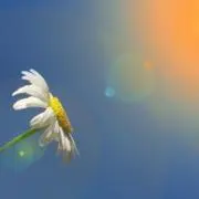 ひまわりの画像