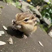 まめちまの画像