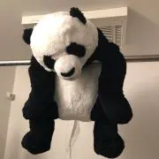 パンダの画像