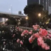 八葉 断捨離中の画像