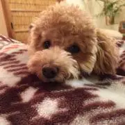 saki 単品値引きNG  プロフ必読