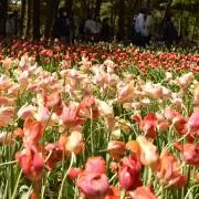 れもんの画像