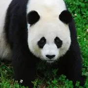 いちご