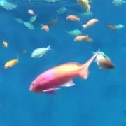 chuniの画像