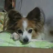 美幸