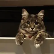 コペン