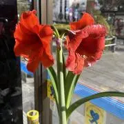 Rósa(まとめ買いお得)の画像