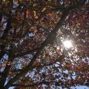 おと☆の画像
