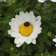 てんてん(らくらく↔︎ゆうゆう変更あり)の画像