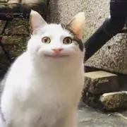 ryの画像