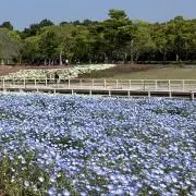 hapeの画像