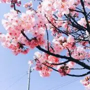 はな