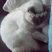 るぅねっと