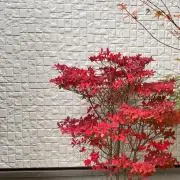 みやちんの画像