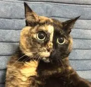 あっちゃん