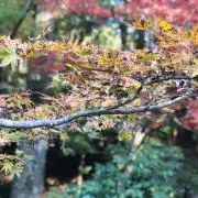 nrdmir0239の画像