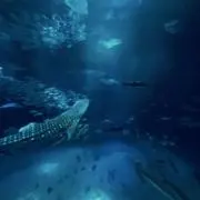 らん