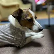オカンの画像