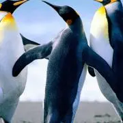 タカヤンの画像
