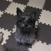 コーシーコーシーの画像