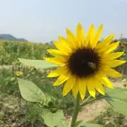 せんてんすの画像