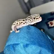 maronの画像