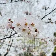 のりぽんの画像