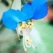 あざみの画像