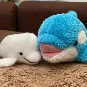 Liiの画像