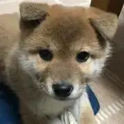 ヒロ