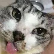 すりすり