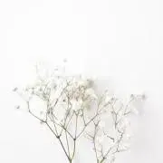 ♡の画像