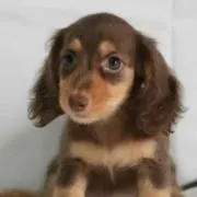 maiの画像
