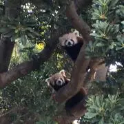 レッサーパンダの画像
