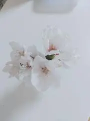 さくら子