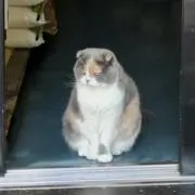 cacatの画像