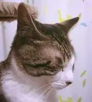 黒ッネコの画像
