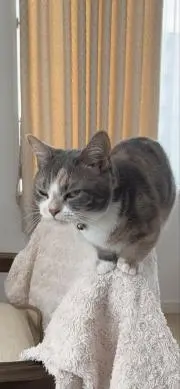 ポテコの画像