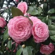 Belle’shop✿大きいサイズもありの画像