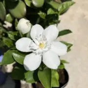 Kaayaの画像