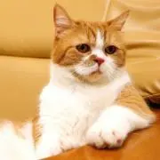 nyanko