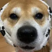 柴犬です。