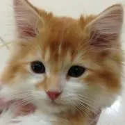 すがすけの画像