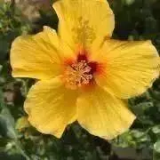 くいんあん
